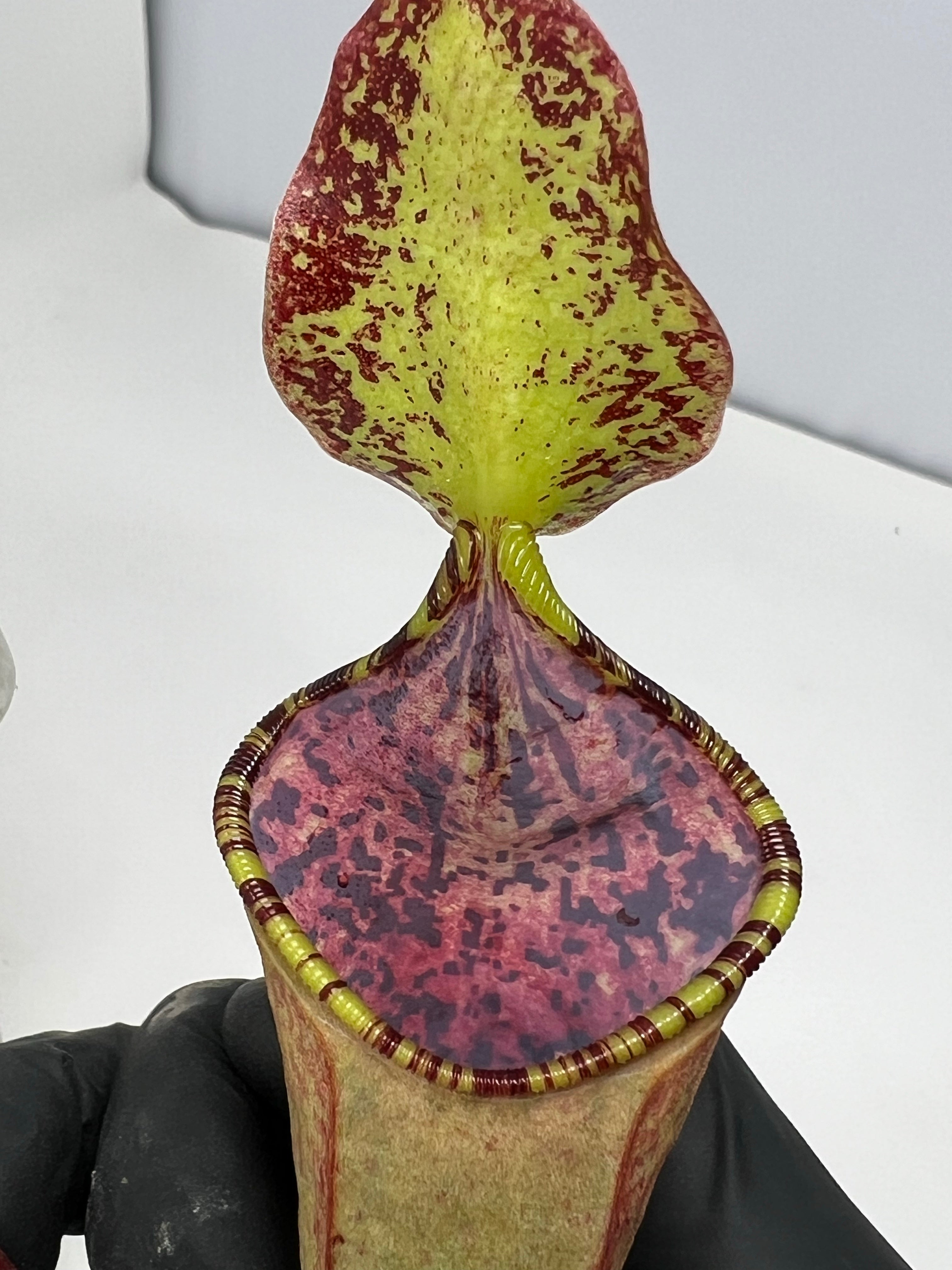 Nepenthes lowii x tentaculata BE-3970 – Plants That Eat