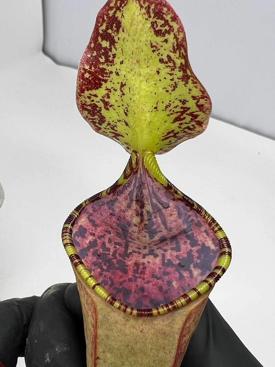 nepenthes pedal Nepenthes lowii x tentaculata BE-3970 – Plants That Eat