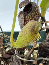 Load image into Gallery viewer, Nepenthes Aristolochioides BE-4544
