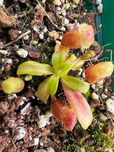 Nepenthes Villosa ABG