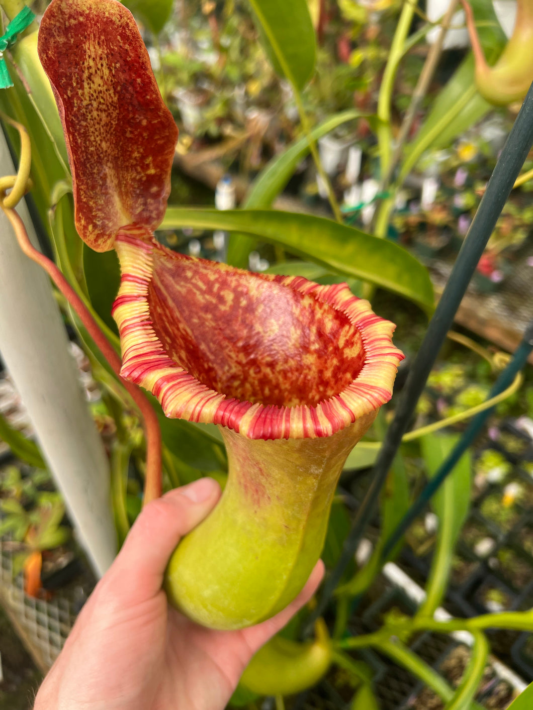 Nepenthes Briggsiana 'Hortus Botanicus' unrooted cutting (2 nodes)