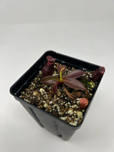 Nepenthes Rajah X Edwardsiana seedgrown