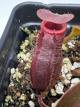 Load image into Gallery viewer, Nepenthes Rajah X Edwardsiana seedgrown
