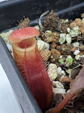 Load image into Gallery viewer, Nepenthes Rajah X Edwardsiana seedgrown
