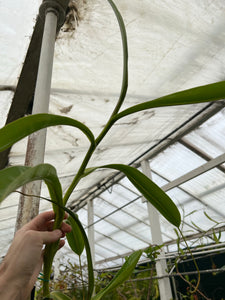 Nepenthes Briggsiana 'Hortus Botanicus' unrooted cutting (2 nodes)