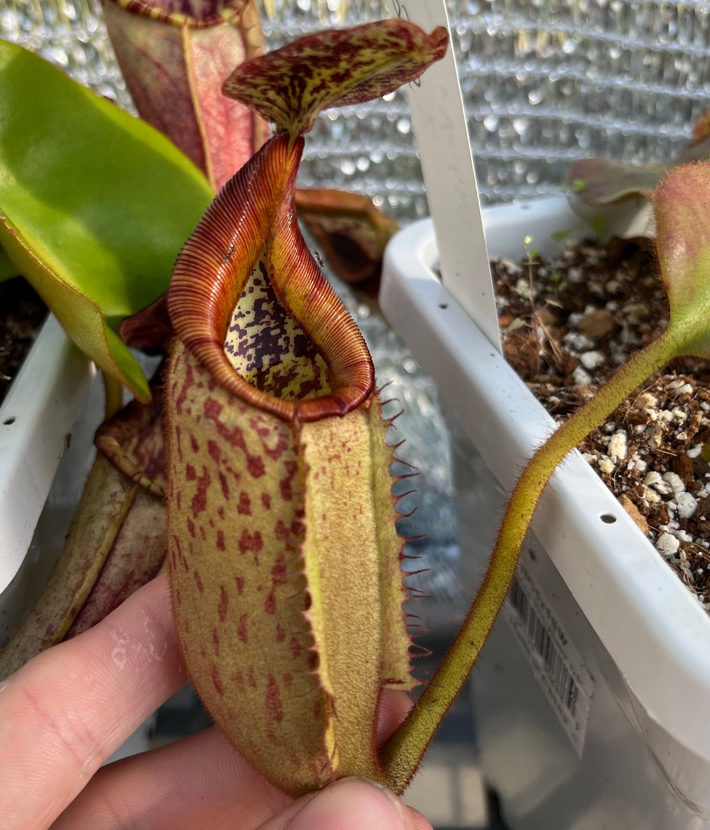 Nepenthes Veitchii K X (Lowii X Veitchii EP) – Plants That Eat