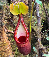 Load image into Gallery viewer, Nepenthes macrophylla (Gunung Sinsing) PTE-049
