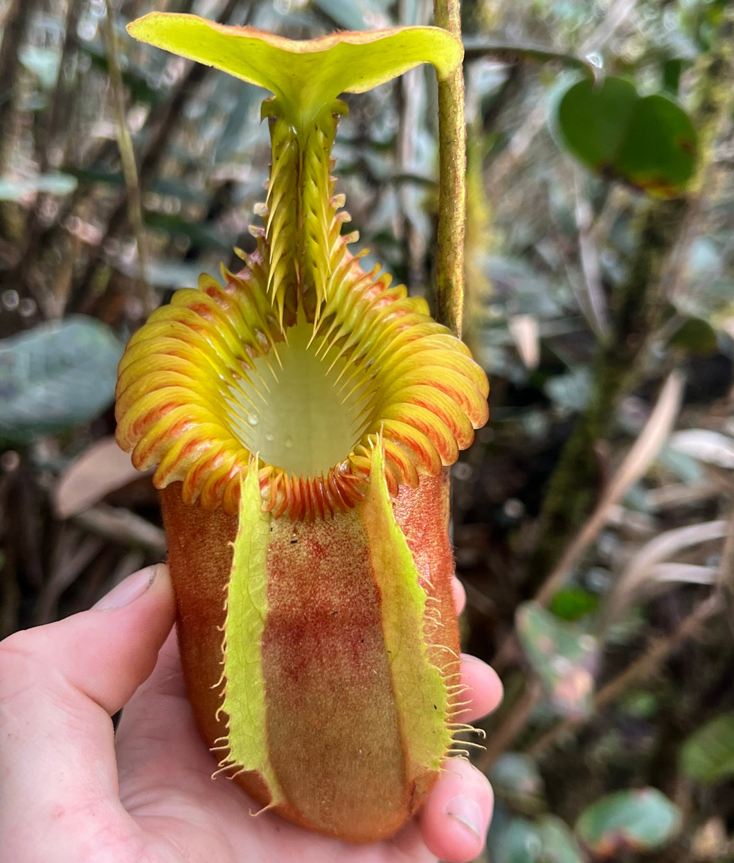 Nepenthes Villosa Tambuyukon PTE-040