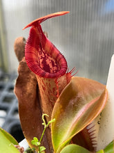 Load image into Gallery viewer, Mature pitcher from Veitchii K X Trusmadiensis 
