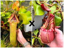 Load image into Gallery viewer, A split-screen comparison of two pitcher plants, likely illustrating a hybrid or variety. A human hand is holding both plants in an outdoor garden setting.
