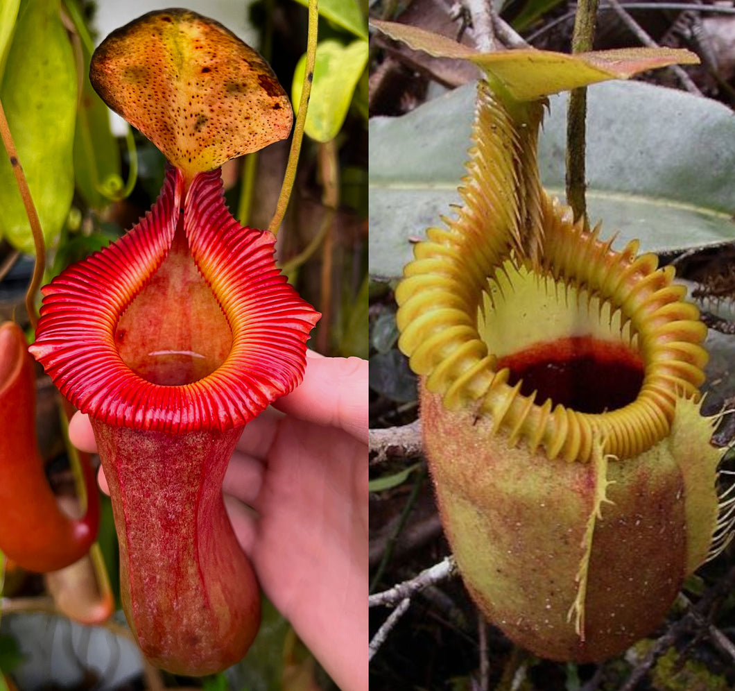 Nepenthes Sabre 'A' x villosa PTE-078 – Plants That Eat