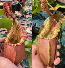 Load image into Gallery viewer, Nepenthes veitchii bario striped squat (Jirawat) PTE-054
