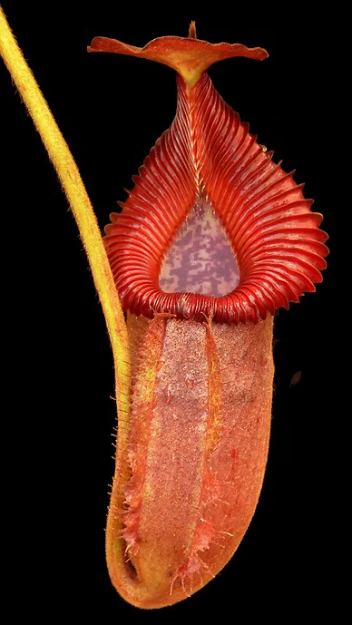 Nepenthes villosa x robcantleyi BE-4079 BE PRE-ORDER