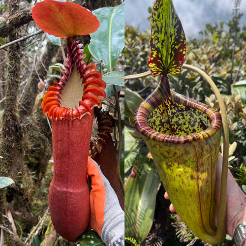 Two carnivorous pitcher plants held by a person in a forest setting.