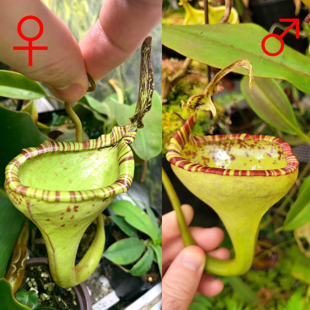 Nepenthes epiphytica x eymae tambusisi PTE-075