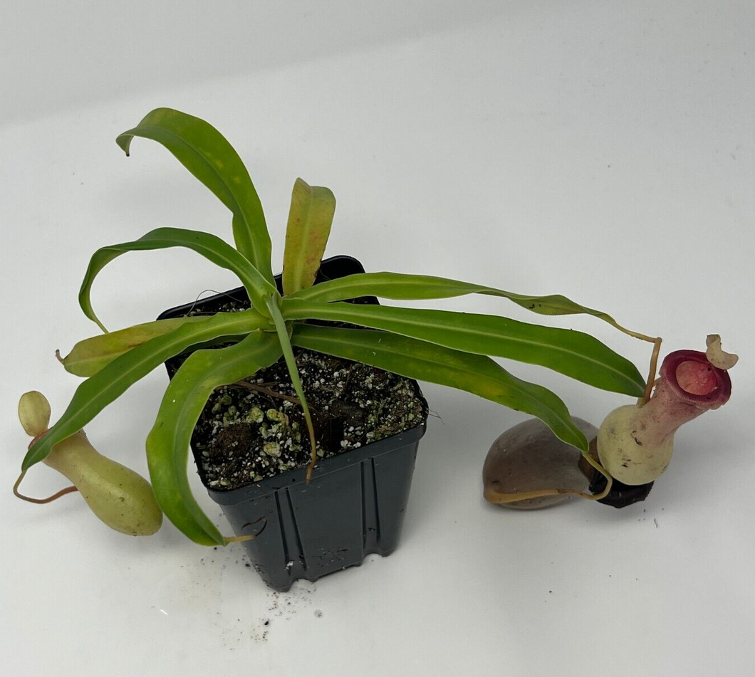 Nepenthes Ventricosa Porcelain/Alba AW XL