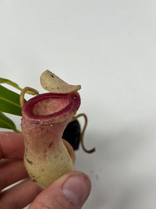 Nepenthes Ventricosa Porcelain/Alba AW XL