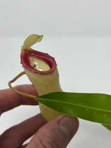 Nepenthes Ventricosa Porcelain/Alba AW XL