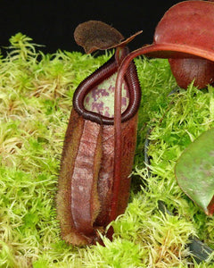 Nepenthes Robcantleyi X Palawanensis BE-4591