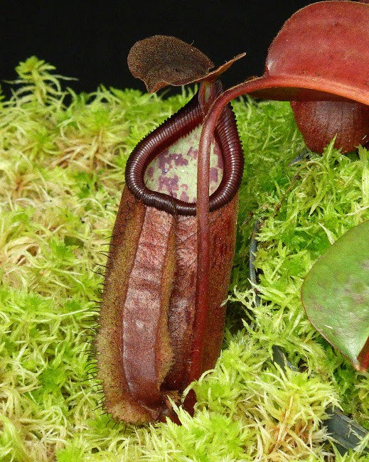 Nepenthes Robcantleyi X Palawanensis BE-4591