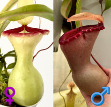 Load image into Gallery viewer, Nepenthes Ventricosa C X &quot;Porcelain giant&quot; WB PTE-035
