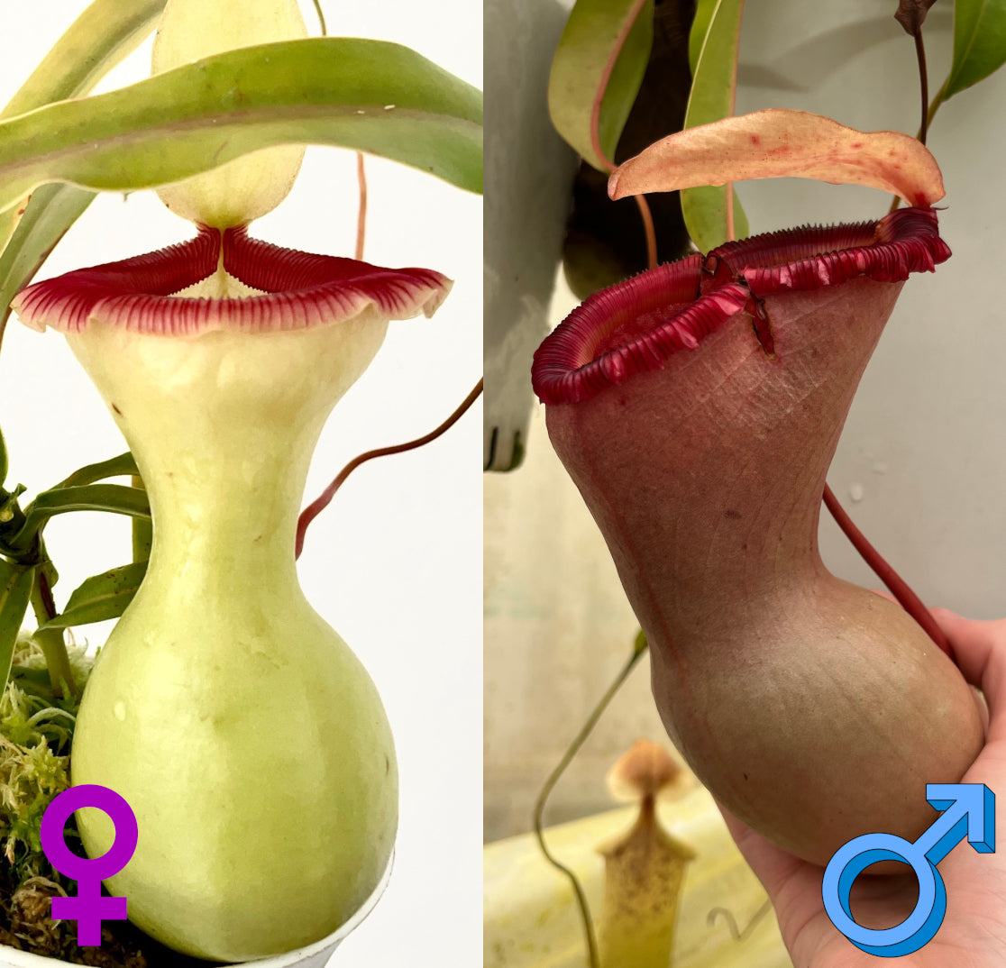 Nepenthes Ventricosa C X 